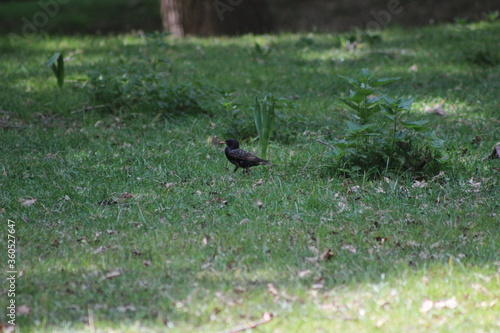 Der Lainzer Tiergarten