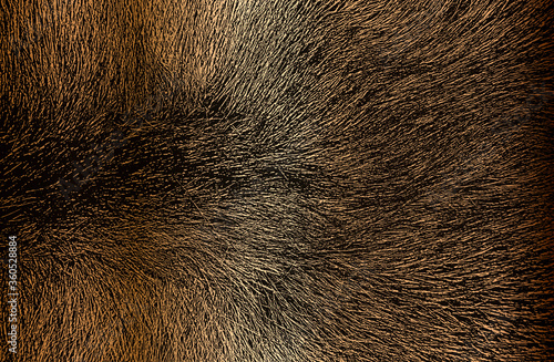 Distressed overlay texture of golden natural fur, grunge vector background.