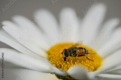 A bee on a camomile flower. Macro photo. White petals and yellow stamens of a camomile. Yellow pollen of a flower on the body of a bee.A bee pollinates a flower. Bee wings, paws, head and body texture