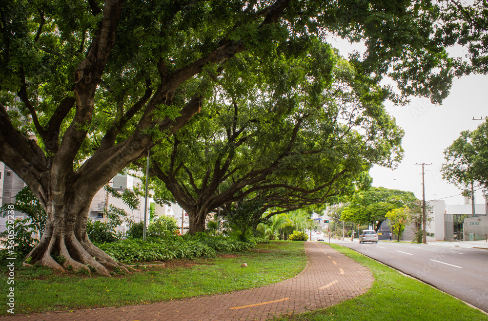 Obraz premium Trees lining the central median of Avenida Afonso Pena in Campo Grande, MS, offering a scenic view of the urban landscape with vibrant greenery and a peaceful atmosphere.
