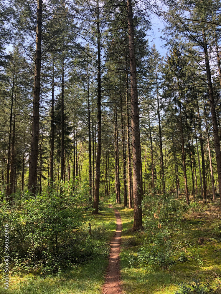 Fototapeta premium MTB trail around Hardenberg