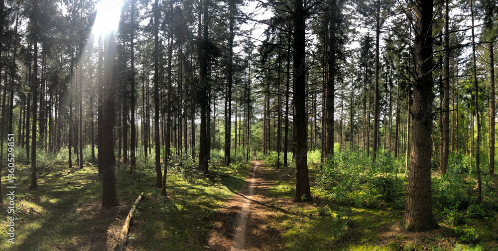 Obraz premium MTB trail around Hardenberg