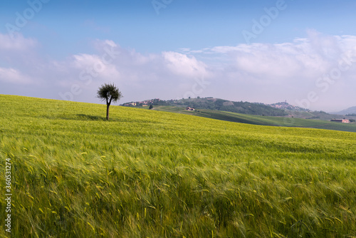 Alone tree in a meadow field during a sunny day with Cicognola castle in the background in Oltrepo' Pavese in Lombardy