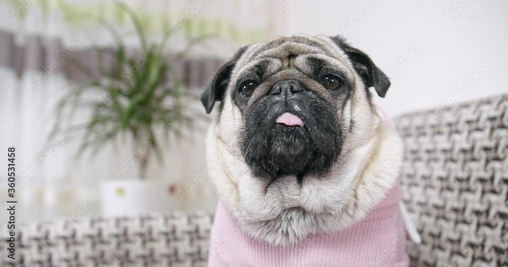 Portrait of cute pug dog looking at the camera. Pretty funny face. Pov Portrait of cute pug dog looking at the camera. Pretty funny face. Pov