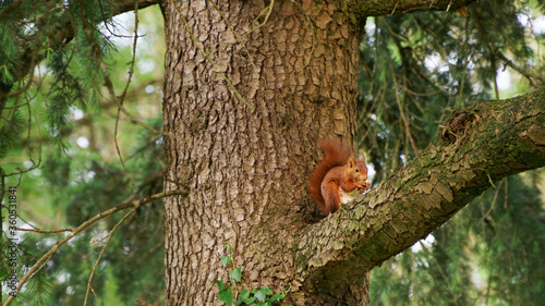 European squirel on a tree