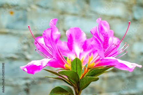 Beautiful pink Azalea folwers isolated taken in a garden during spring photo