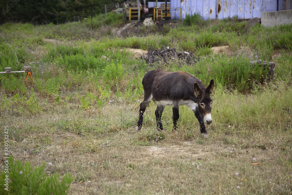 Fototapeta premium Donkeys on farm