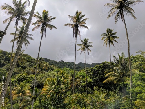 tropical palms 