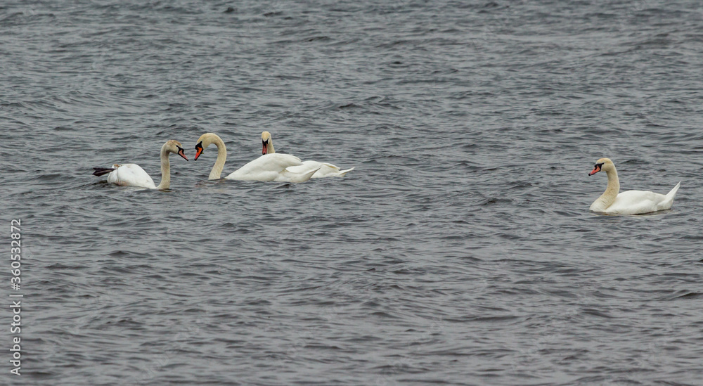 Observing the life of wild swans