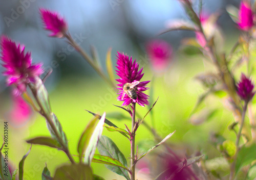 A selective focus image of bee collecting nectar from the flower