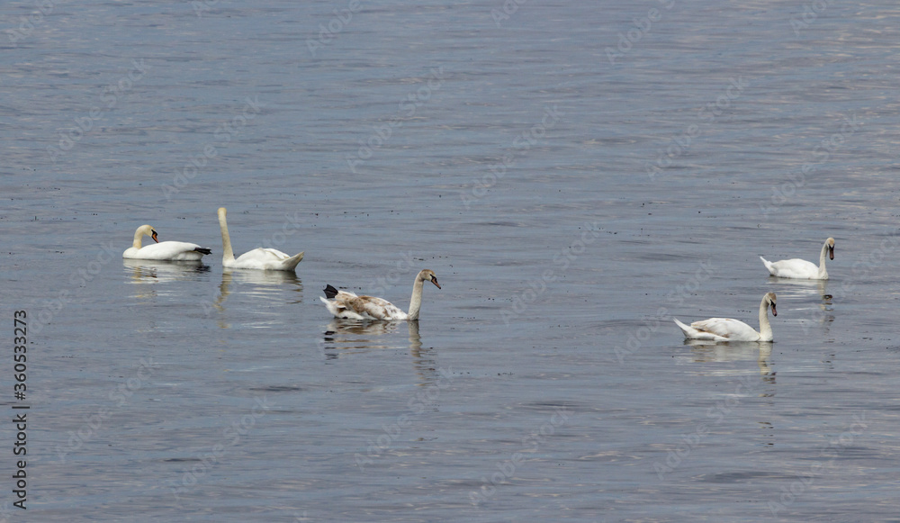 Observing the life of wild swans