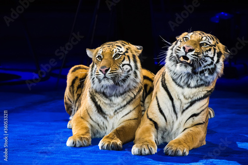 Tiger performs tricks in the circus arena