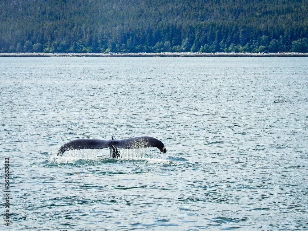 Obraz premium Humpback whale diving in Juneau, Alaska. 