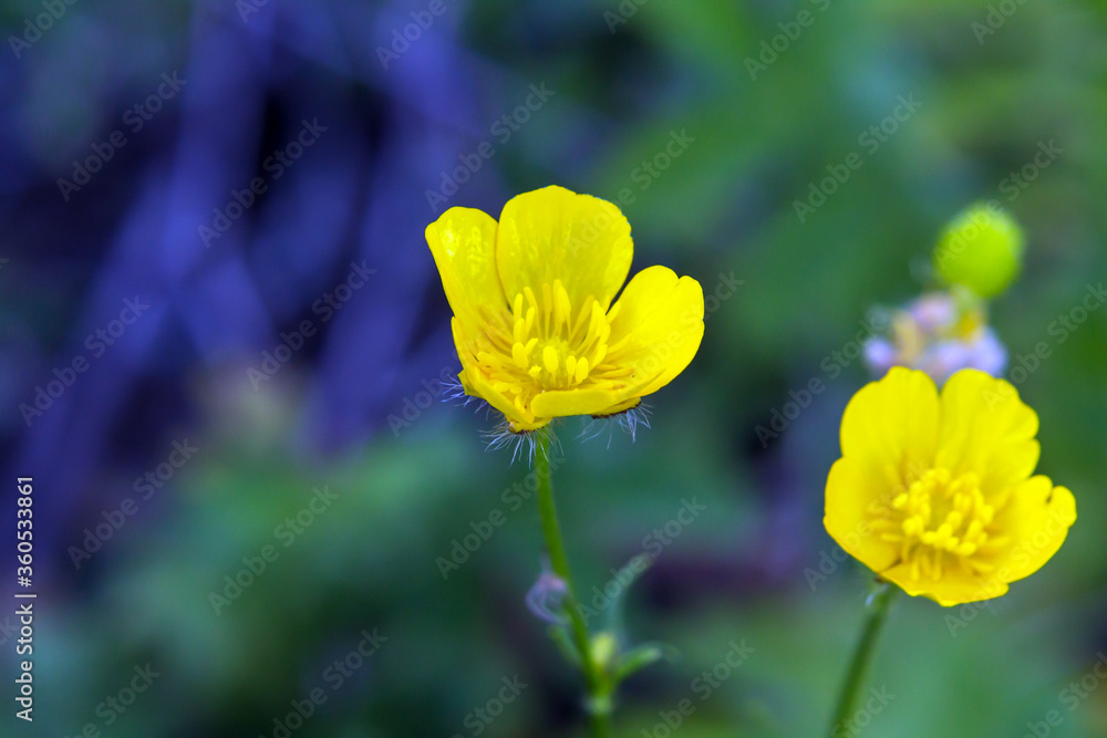 Fototapeta premium yellow and red tulips