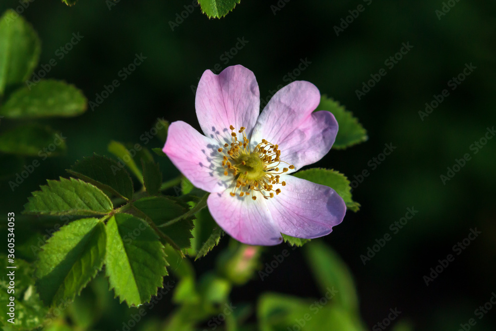 Obraz premium pink and white flower