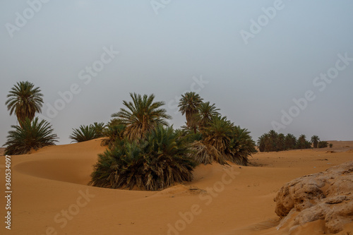 Wallpaper Mural A picture from the desert of Algeria٫Sand and palms of Adrar state Torontodigital.ca