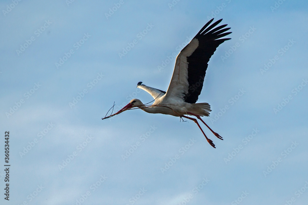 Obraz premium Flying stork with a twig for nest building. White stork (Ciconia ciconia).