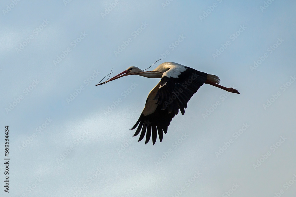 Obraz premium Flying stork with a twig for nest building. White stork (Ciconia ciconia).