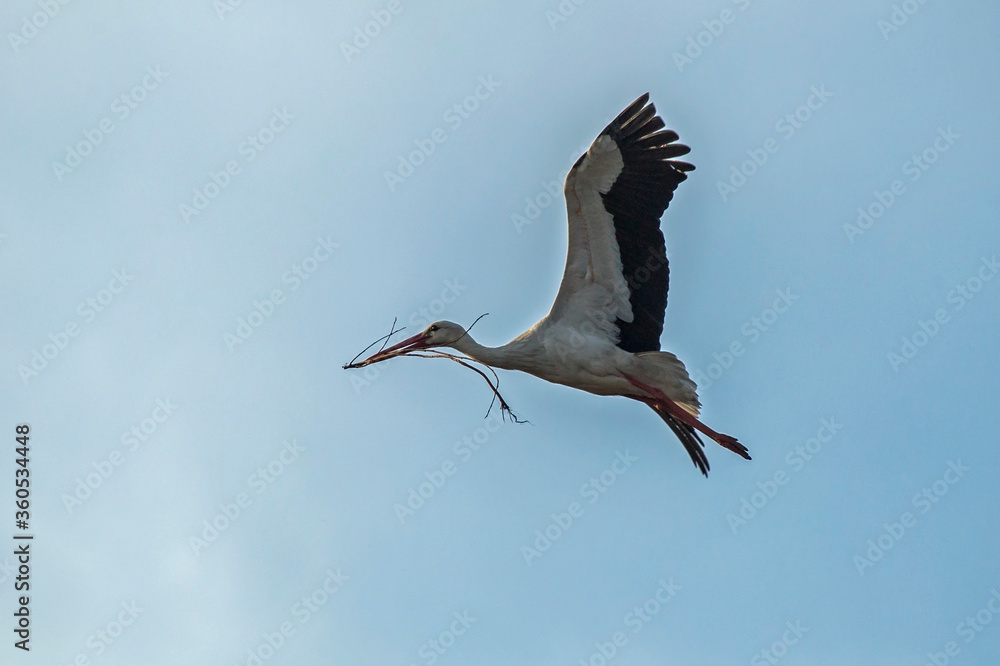 Obraz premium Flying stork with a twig for nest building. White stork (Ciconia ciconia).