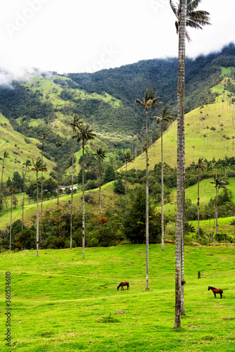 Landscape of wax palm trees (Ceroxylon quindiuense) in Cocora Valley or Valle de Cocora in Colombia near Salento town, South America photo