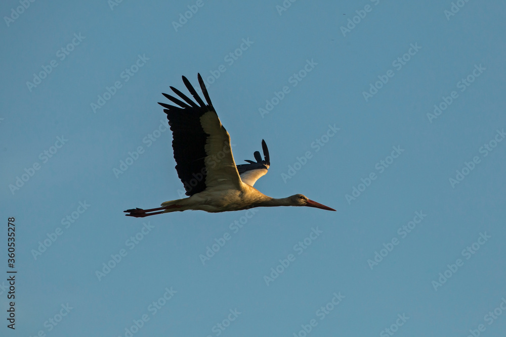 Naklejka premium White stork flying on the blue sky. White stork (Ciconia ciconia).