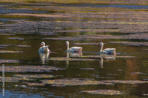 Salinas  Cahuil  sal de mar aves cisnes  lagos aves migratorias photo