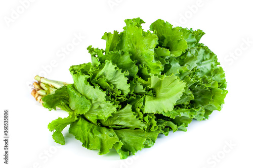 fresh green lettuce salad leaves isolated on white background, vegetable