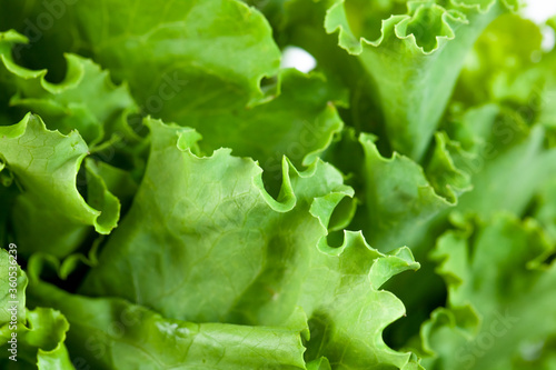 fresh lettuce green salad leaves close-up, vegetable