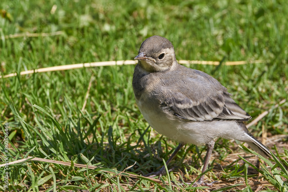 Wagtail chick crawled out of the shelter and walks along the garden path. Wagtail chick crawled out of the shelter and walks along the garden path.