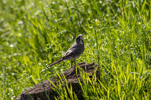 bird on the grass
