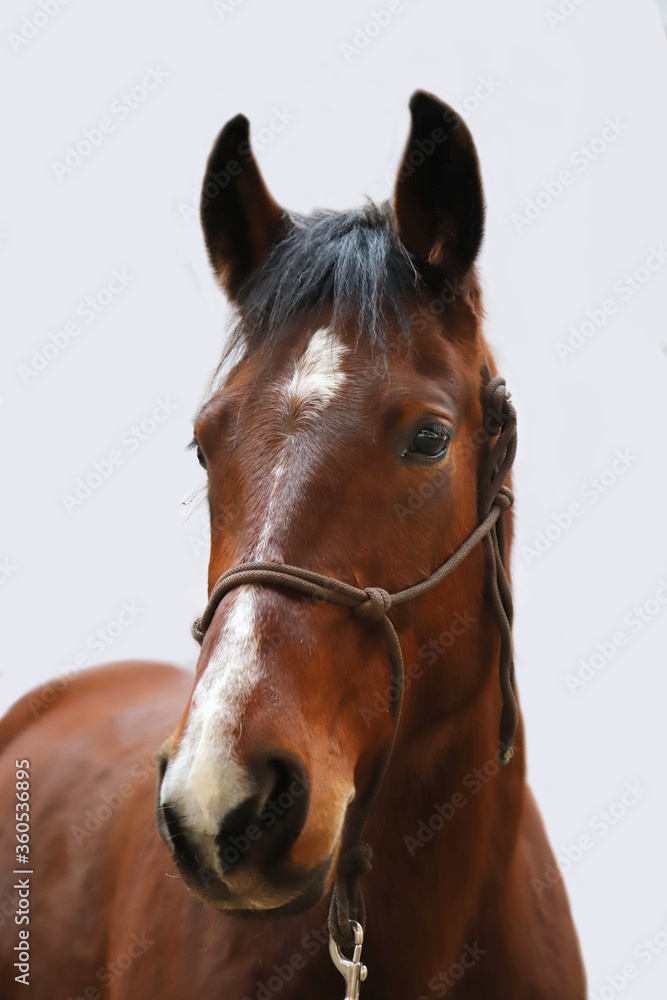 Purebred young horse mare posing on white background