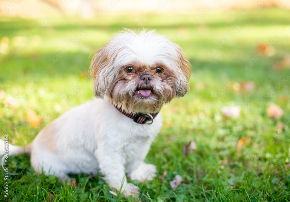 A Shih Tzu mixed breed dog sitting outdoors A Shih Tzu mixed breed dog sitting outdoors
