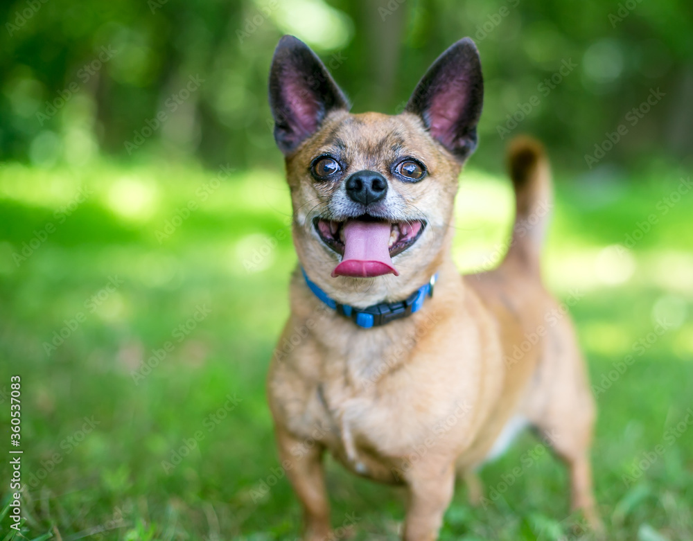 A happy Chihuahua dog standing outdoors