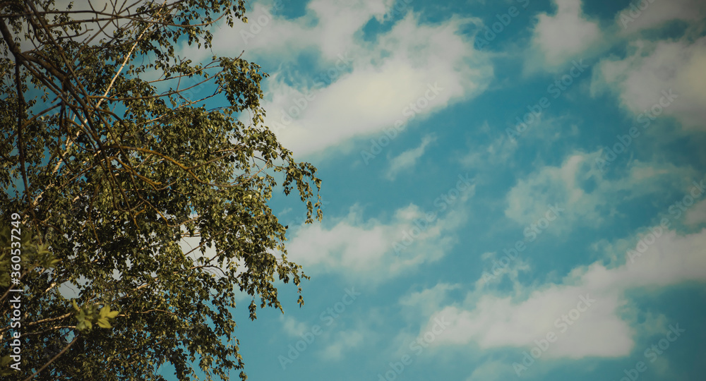 Obraz premium sky and tree