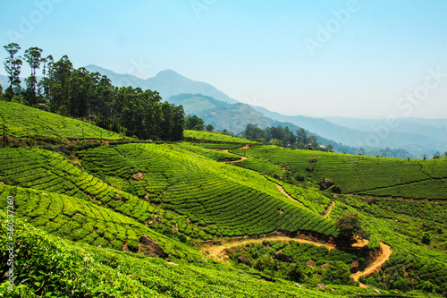 Tea plantations in Munnar, Kerala, India. © lizavetta