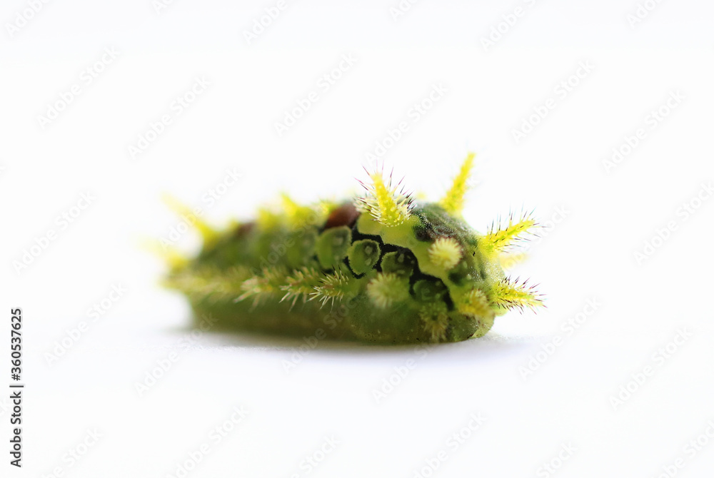 Fototapeta premium Spiny Oak Caterpillar