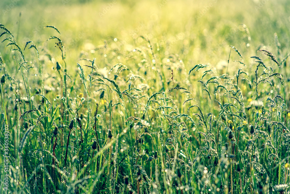 Fresh green grass with dew drops in the sunset golden soft sunshine. Summer nature background. Grass at dawn. Golden hour. Fresh green grass with dew drops in the sunset golden soft sunshine. Summer nature background. Grass at dawn. Golden hour.