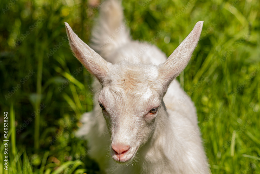 Obraz premium Baby white domestic goat, close up