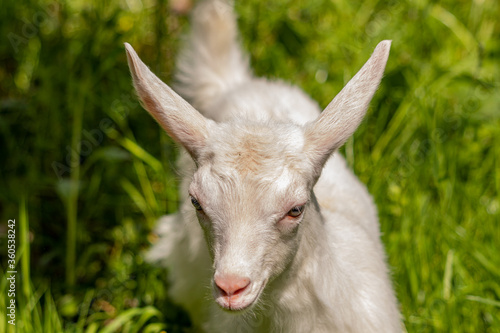 Baby white domestic goat, close up