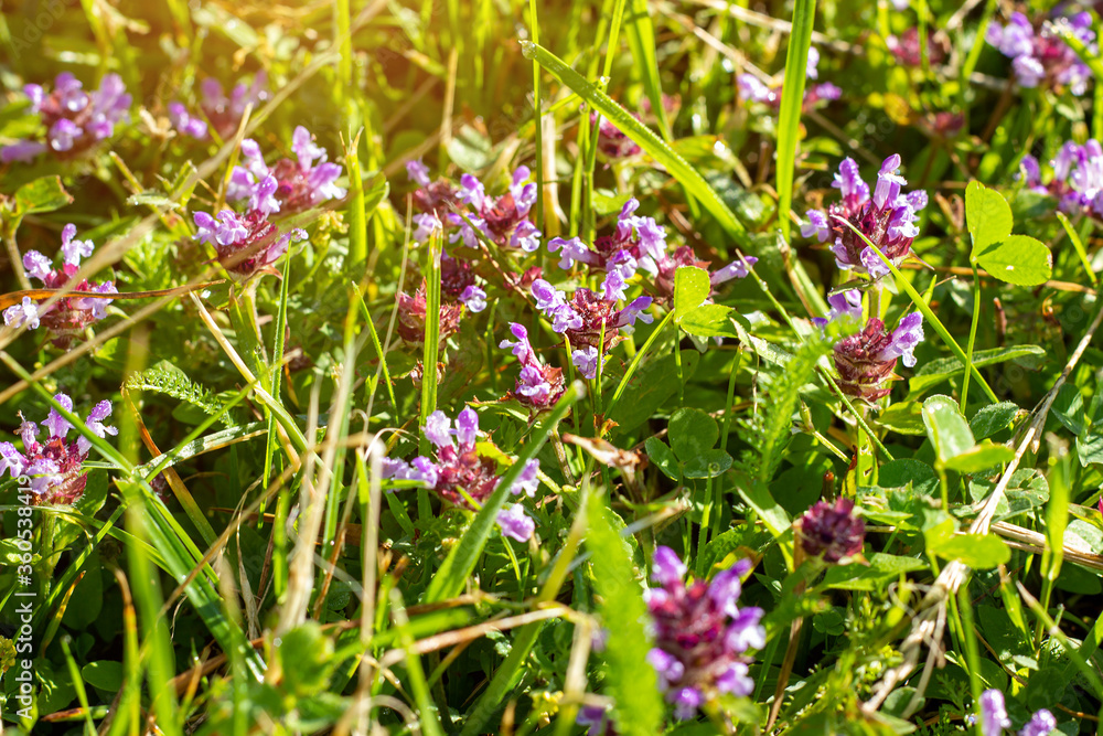 Bright fresh blooming pink and purple thyme flowers in spring on green leaves background. Bright fresh blooming pink and purple thyme flowers in spring on green leaves background.