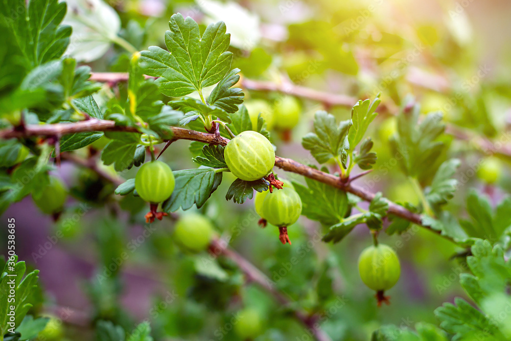 Obraz premium Fresh green sweet gooseberry ripens with leaves on a branch of a bush in the garden in summer.