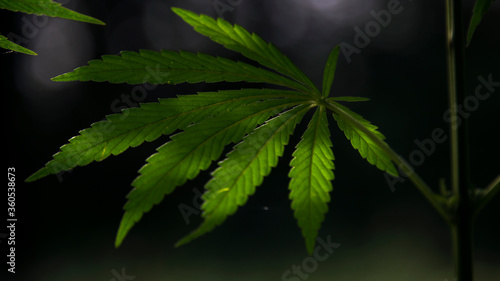 Backlight.Light bokeh, openwork leaf of hemp bush.The backlit, evening light hemp leaves.A green, large sheet of cannabis. 