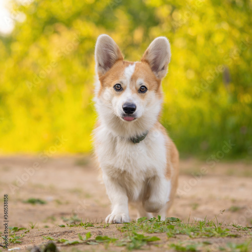 Cute Corgi dog portrait with raised paw. Little puppy