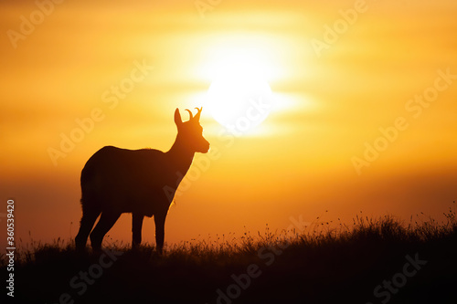 Silhouette of tatra chamois  rupicapra rupicapra tatrica  standing on the field at sunset. Wild animal looking to the sun during golden hour. Calm mammal observing with copy space.