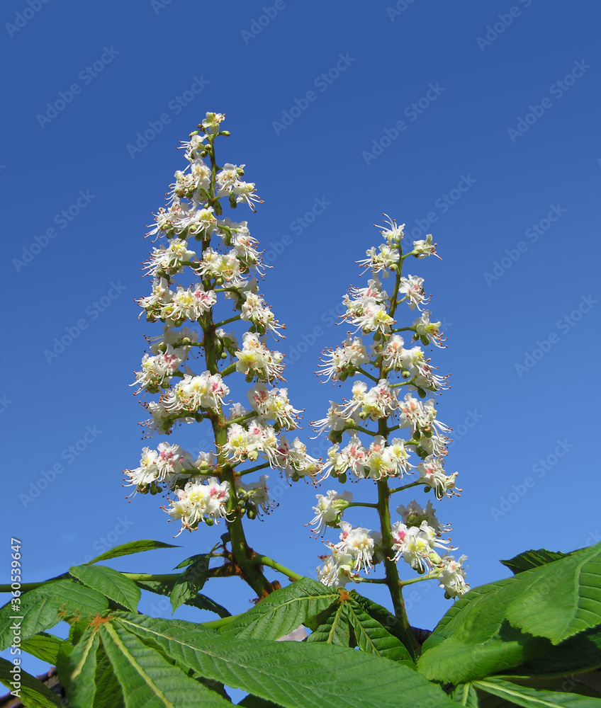 common horse chestnut tree European continental foliage common horse chestnut tree European continental foliage