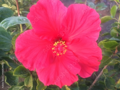 Hibiskus