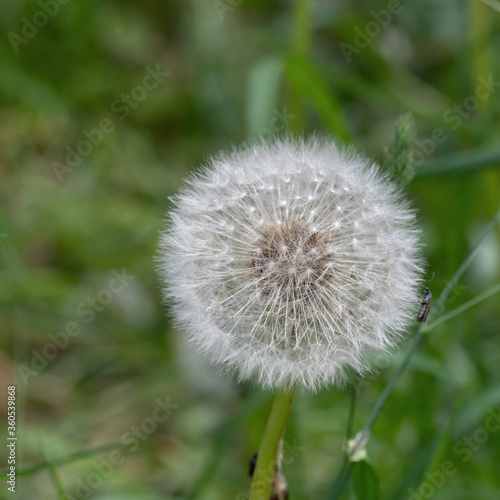 White dandelion flower close-up on a natural green background. Allergen plant.