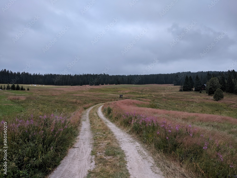 country road in the blooming field in sumava national park with cloudy weather country road in the blooming field in sumava national park with cloudy weather