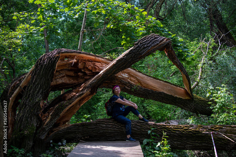 centuries-old fallen tree after a hurricane centuries-old fallen tree after a hurricane