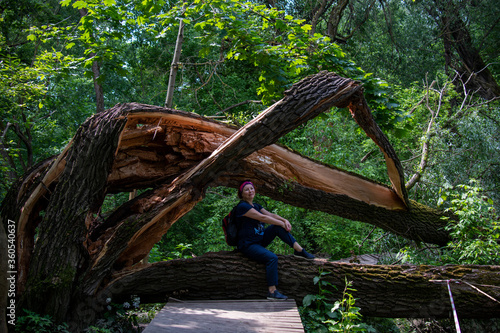 Wallpaper Mural centuries-old fallen tree after a hurricane Torontodigital.ca